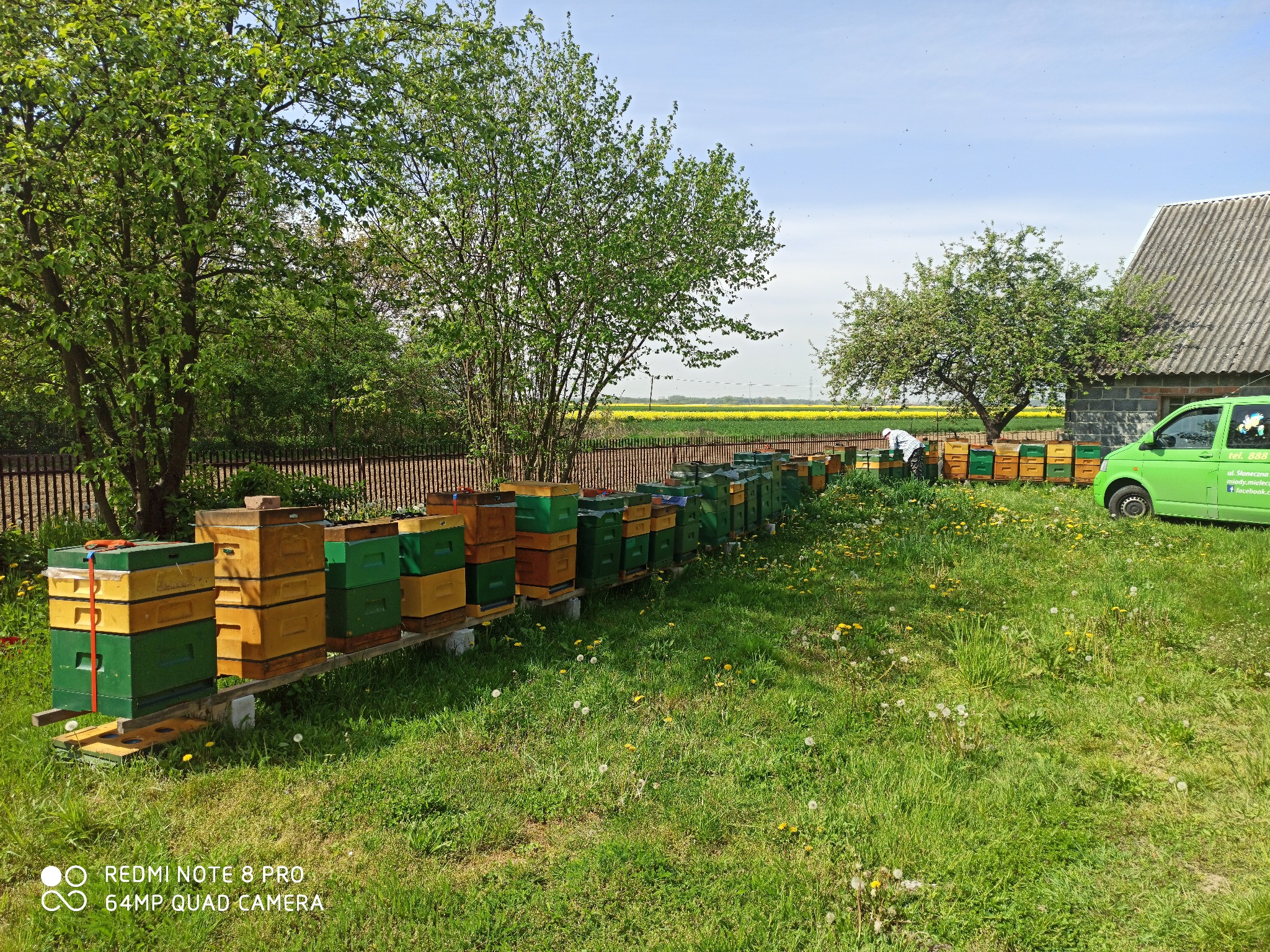 Pasieka w Mielcu z rzędem uli na łące, w tle pole rzepaku i zielony samochód dostawczy. Ul ustawiony na betonowych bloczkach.