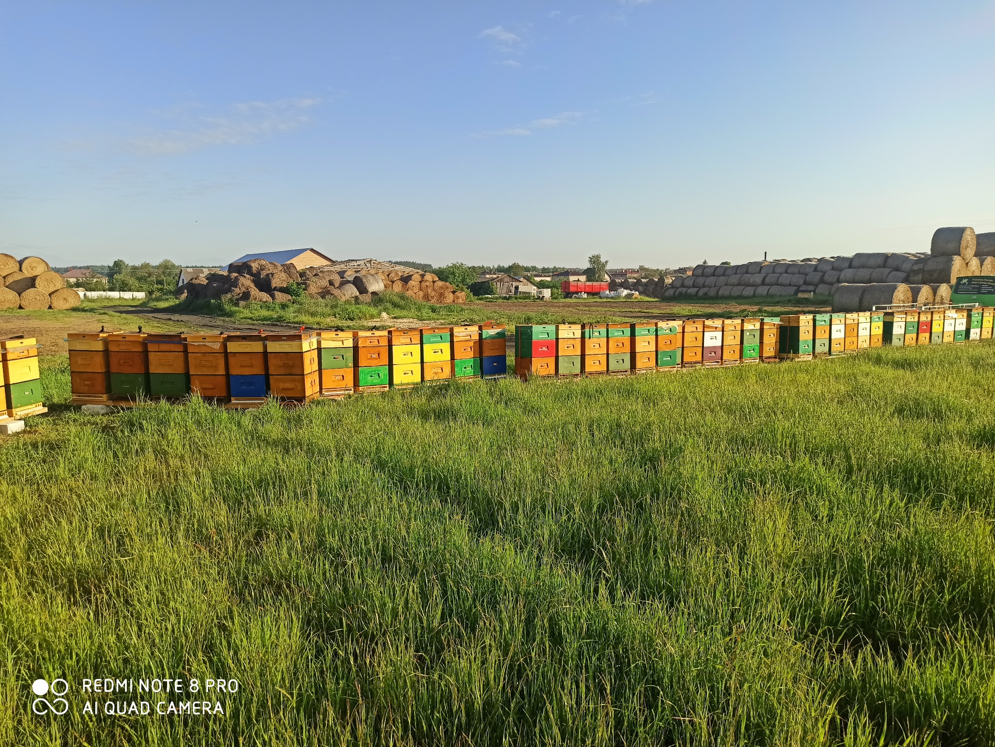 Rząd kolorowych uli na łące, w tle stogi siana i zabudowania gospodarcze.