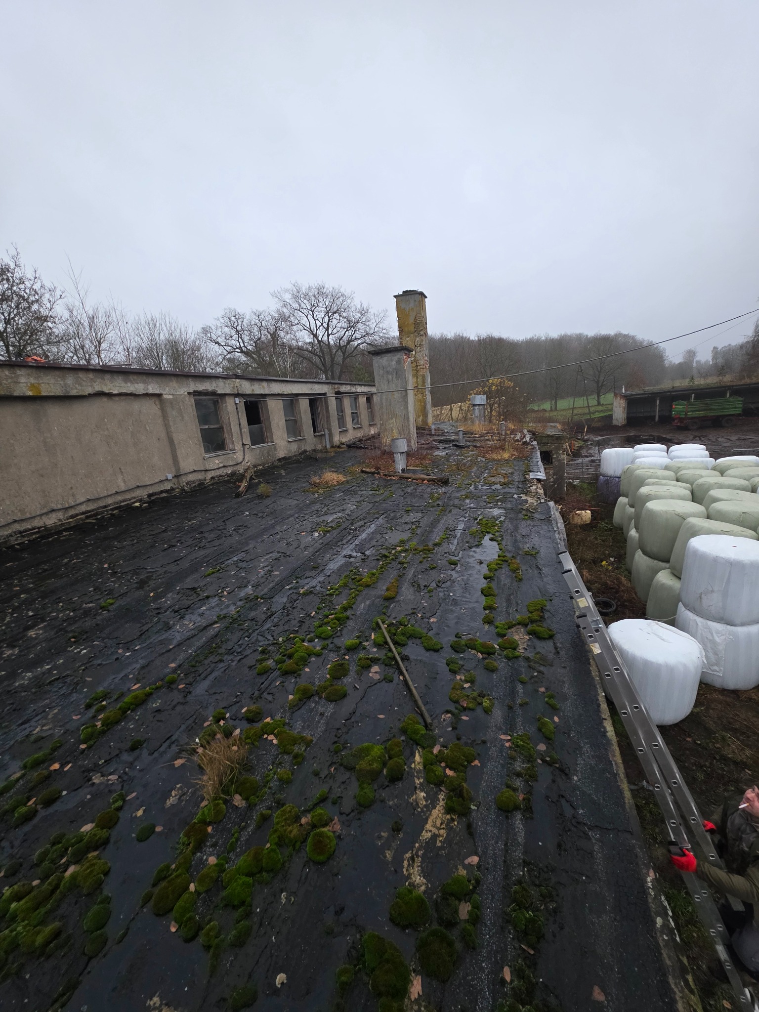 Zniszczony dach budynku gospodarczego pokryty mchem, z widocznym kominem i stertą bel słomy w tle. Na dachu leżą liście. Widoczna drabina oparta o krawędź dachu.