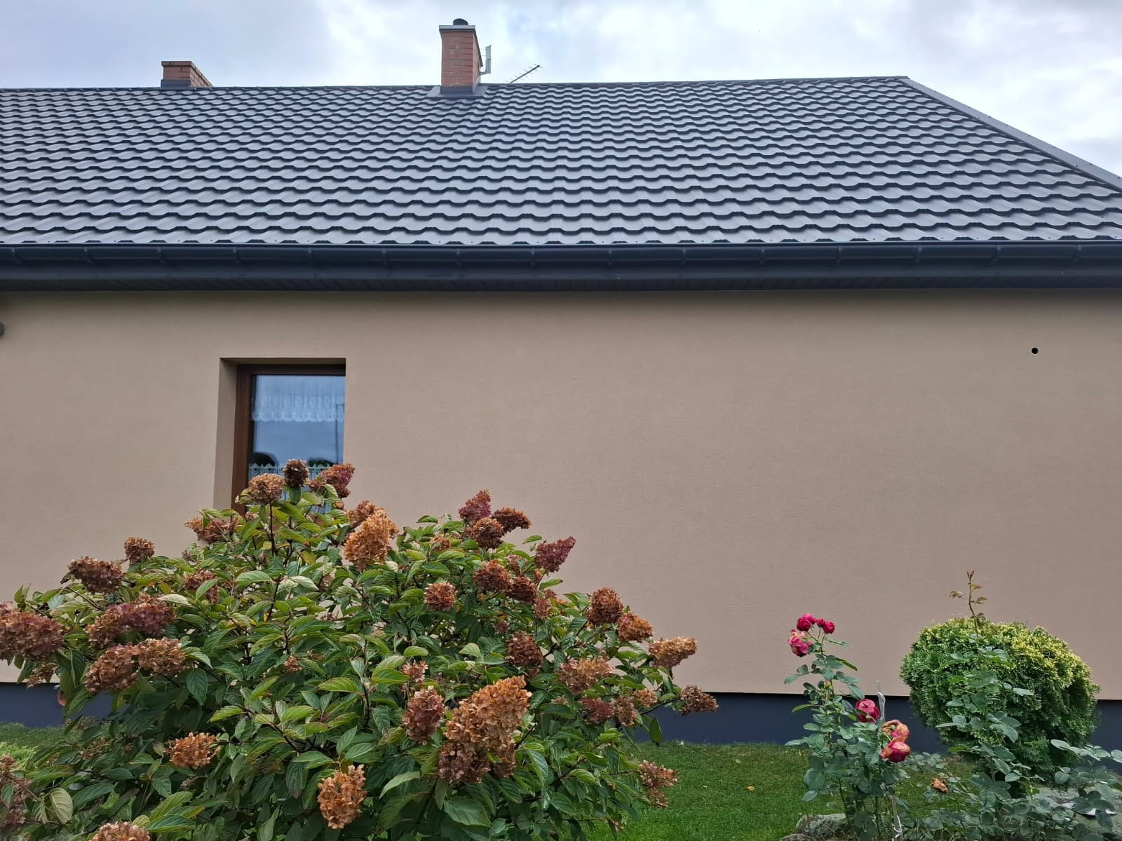 Dom jednorodzinny z ciemną dachówką, beżową elewacją i ogrodem. Widoczne okno z firanką, krzewy hortensji i róże. Ujęcie z poziomu ogrodu, pochmurne niebo.