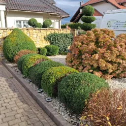 Ogród z równo przyciętymi krzewami w kształcie kul i stożków, kamienny murek i hortensje. Na drugim planie budynki i samochód z logo firmy ogrodniczej.