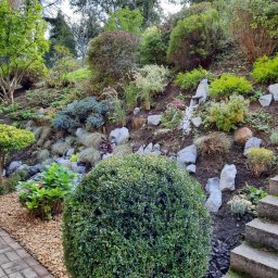 Twój Ogrodnik - Ukształtowany teren ogrodu z kamieniami, roślinami ozdobnymi i schodami. Kula bukszpanu na pierwszym planie, ścieżka z kostki i kamieni. Różnorodność roślinności.