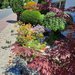 Twój Ogrodnik - Kaskada barw w przydomowym ogrodzie: kwitnące azalie, japońskie klony o purpurowych liściach i formowane krzewy na tle białej ściany budynku.