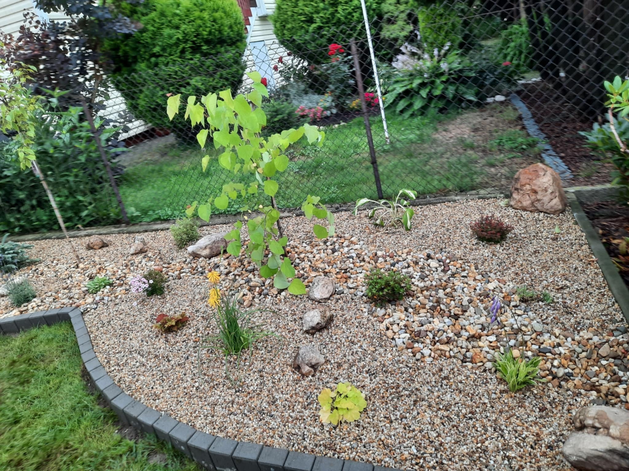 Ogródek żwirowy z młodym drzewkiem i rabatą kwiatową, obrzeża z szarej kostki. Widoczne krzewy i trawnik w tle. Ujęcie z poziomu gruntu.