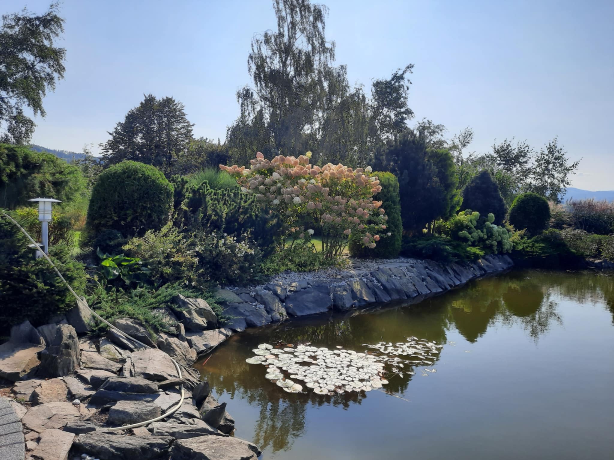 Oczko wodne z liliami wodnymi otoczone kamieniami i różnorodną roślinnością, w tym kwitnącą hortensją. Ujęcie w słoneczny dzień.