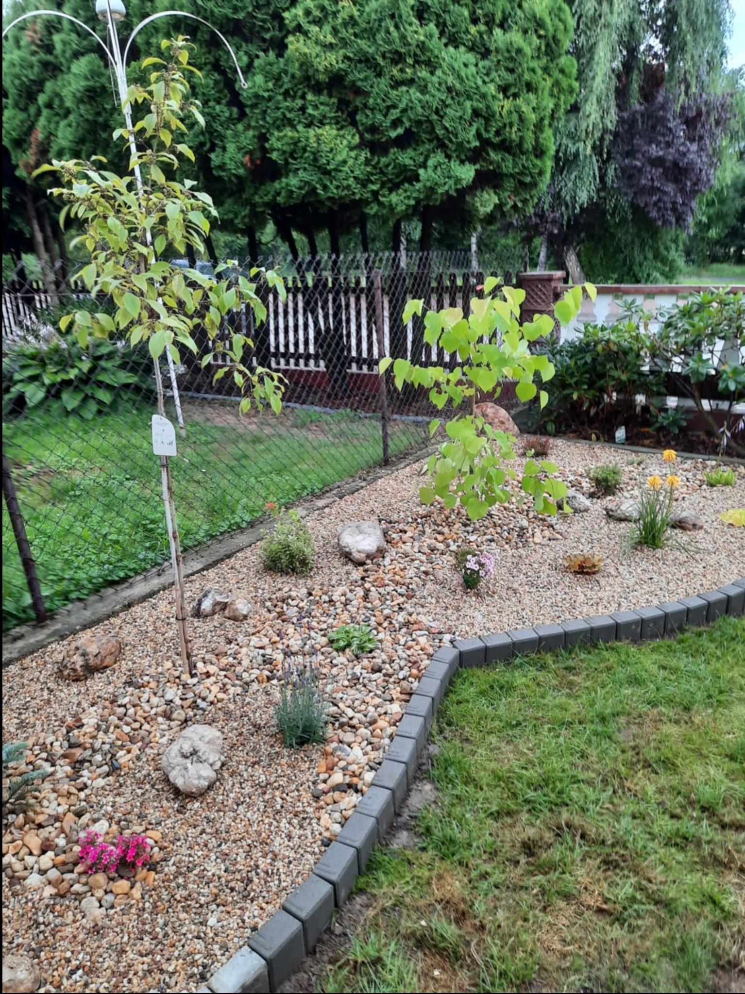 Aranżacja ogrodu z młodymi drzewkami, kamieniami i obrzeżem z kostki betonowej, na tle zieleni i ogrodzenia. Widoczne różne gatunki roślin i kwiatów.