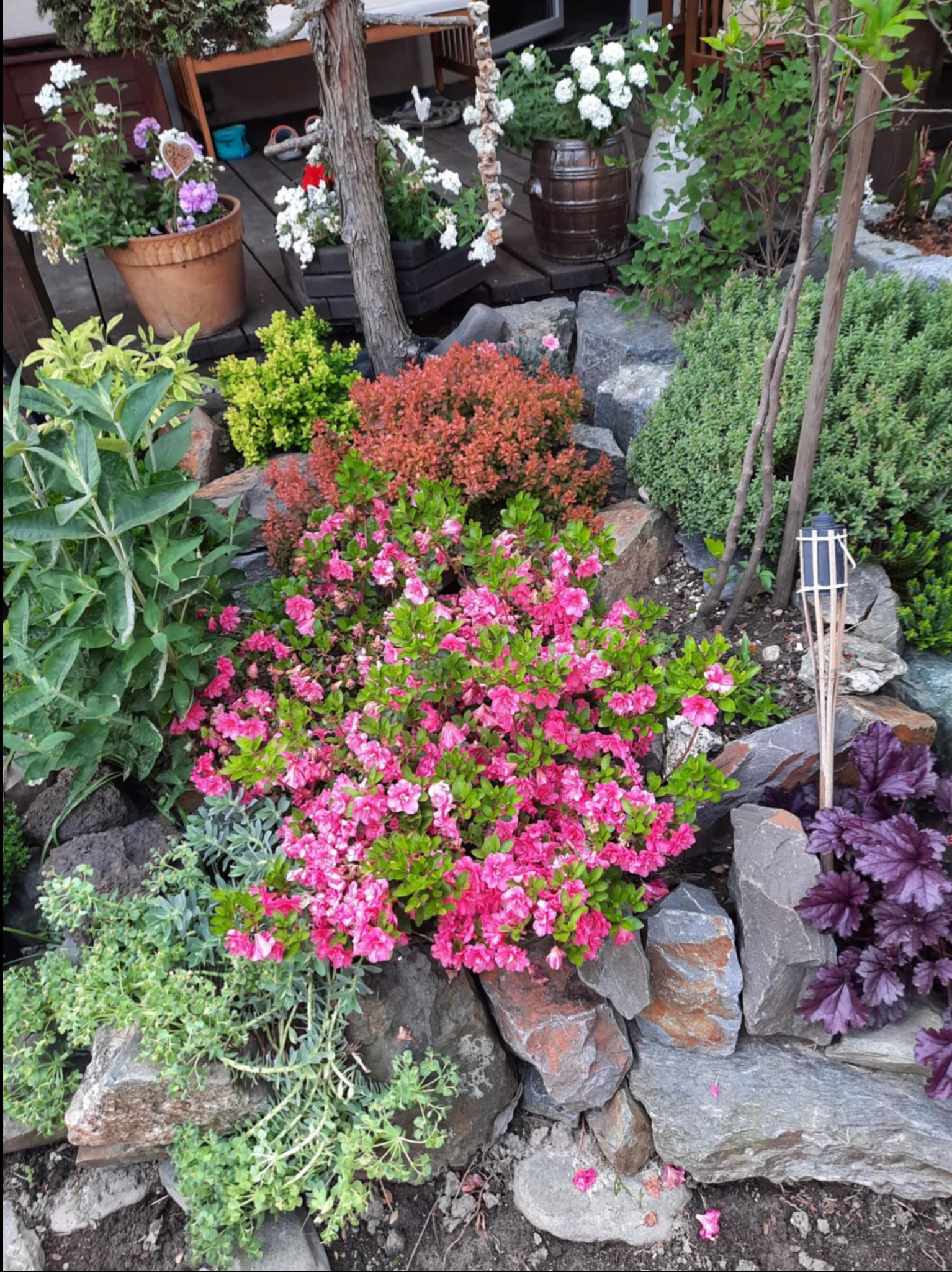 Kaskada roślinności w ogrodzie skalnym: różowe azalie, zielone krzewy i purpurowe liście na tle szarych kamieni. Dekoracyjny lampion bambusowy dodaje egzotyki.