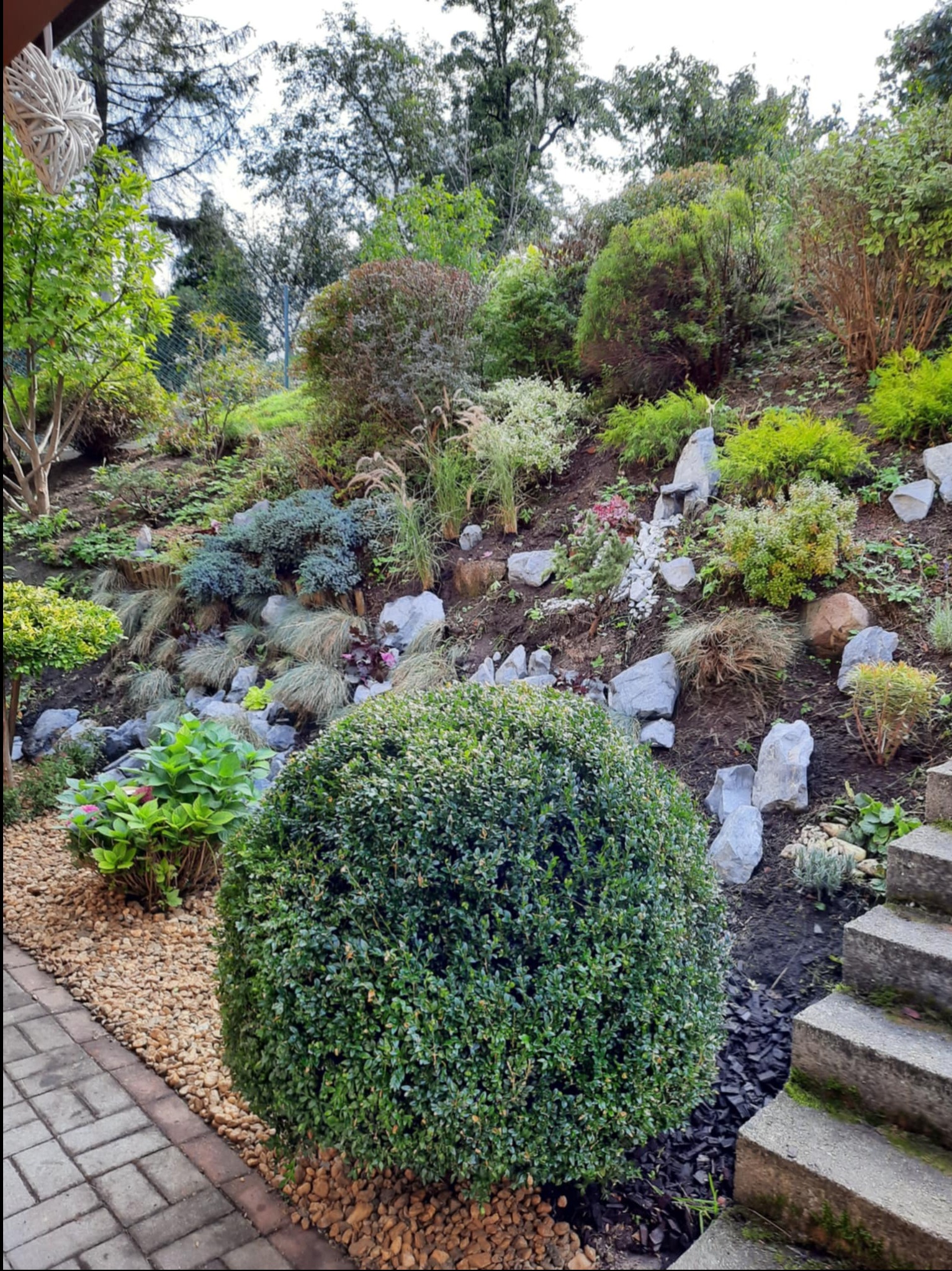 Kaskadowy ogród z różnorodną roślinnością, kamieniami i schodami z kostki brukowej. Wyróżnia się kulista forma krzewu na pierwszym planie i ozdobne trawy na zboczu.
