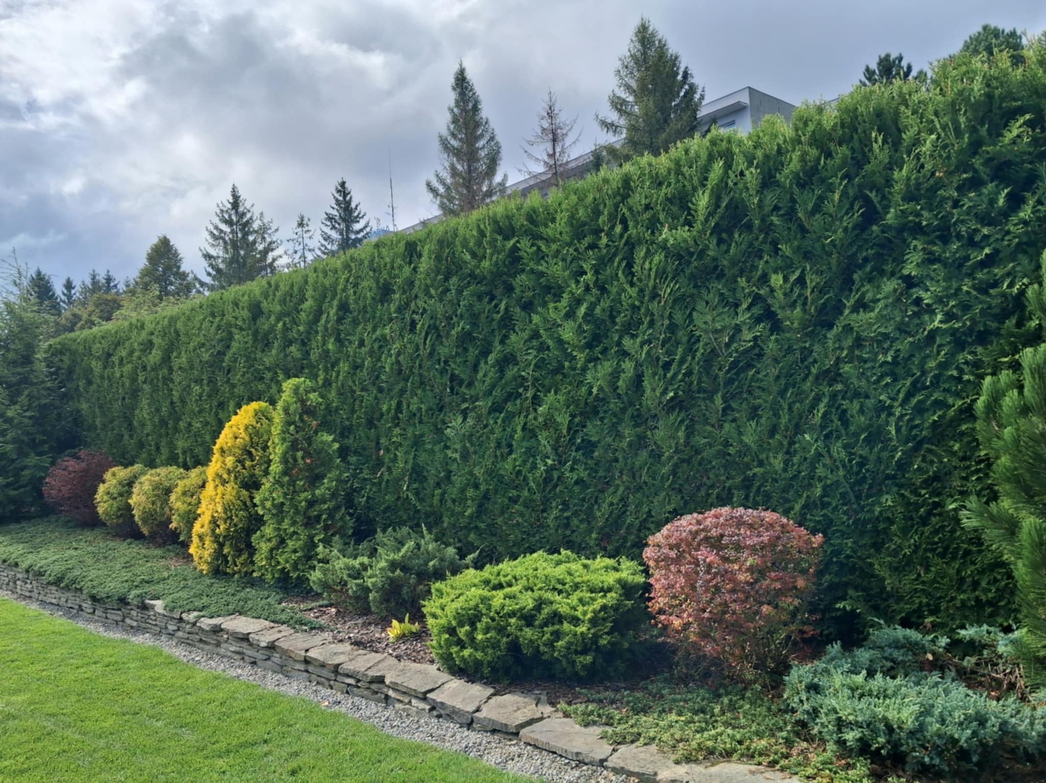 Długi, równo przycięty żywopłot z tuj, obok ozdobne krzewy w odcieniach zieleni, żółci i czerwieni. Kamienne obrzeże rabaty i trawnik. Pochmurne niebo.