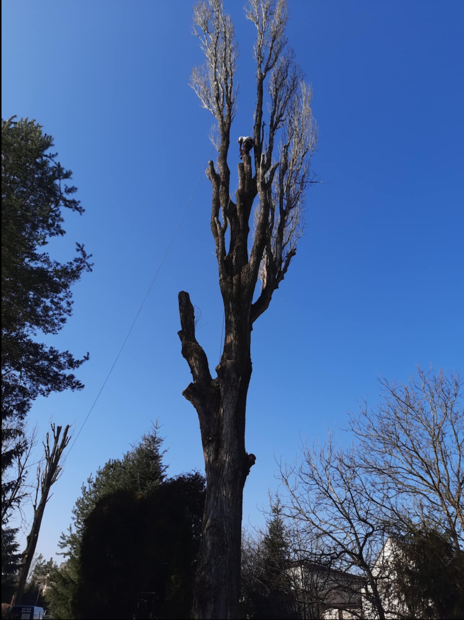 Praca na wysokości w Prudniku: Arborysta przycina wysokie drzewo z użyciem liny na tle błękitnego nieba. Widoczne są ogołocone gałęzie i inne drzewa w tle.