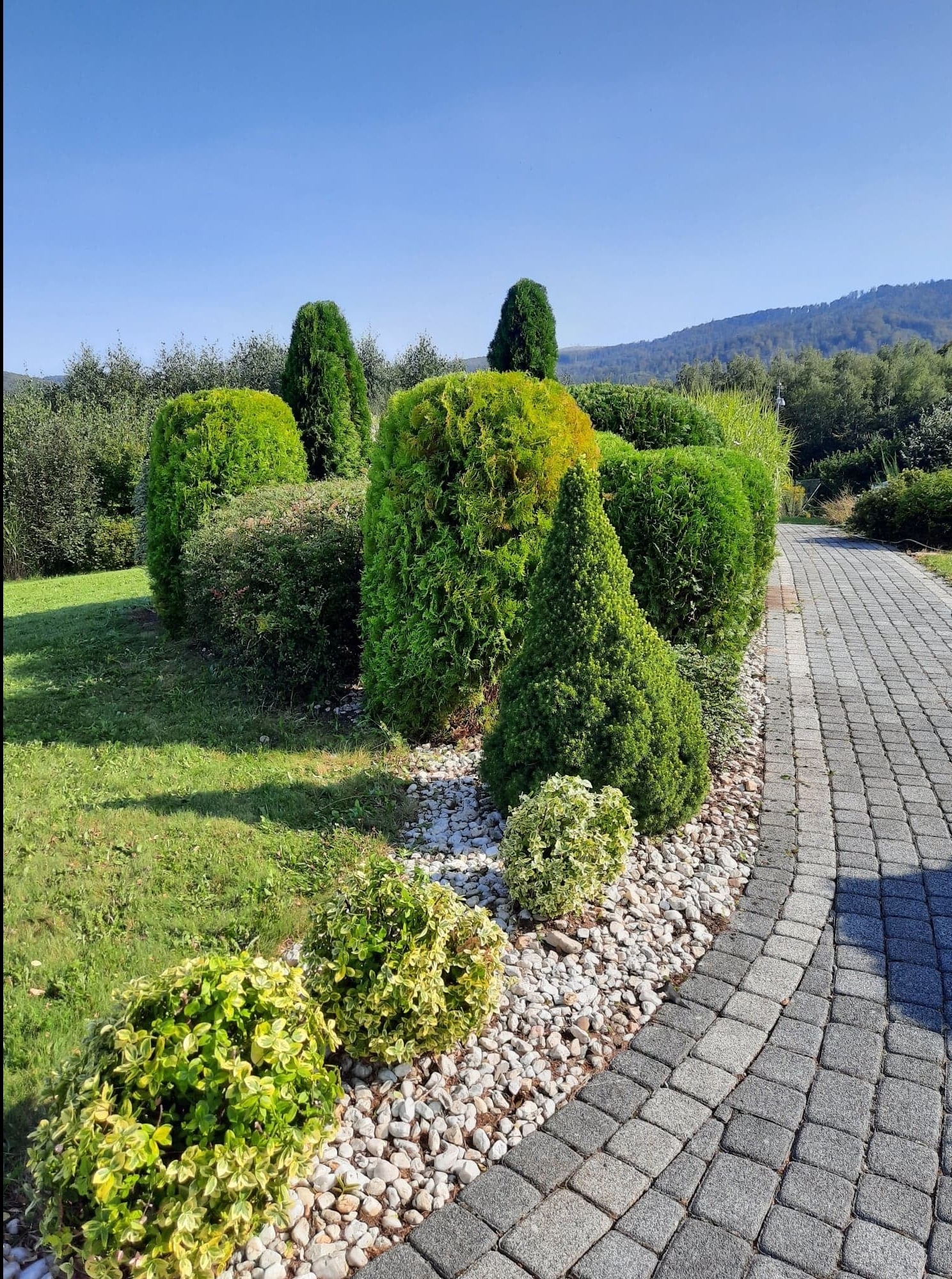 Zadbany ogród z równo przyciętymi krzewami i drzewkami, ozdobiony białymi kamieniami. Ułożona kostka brukowa tworzy ścieżkę wzdłuż rabaty. W tle widoczne drzewa i wzgórza.