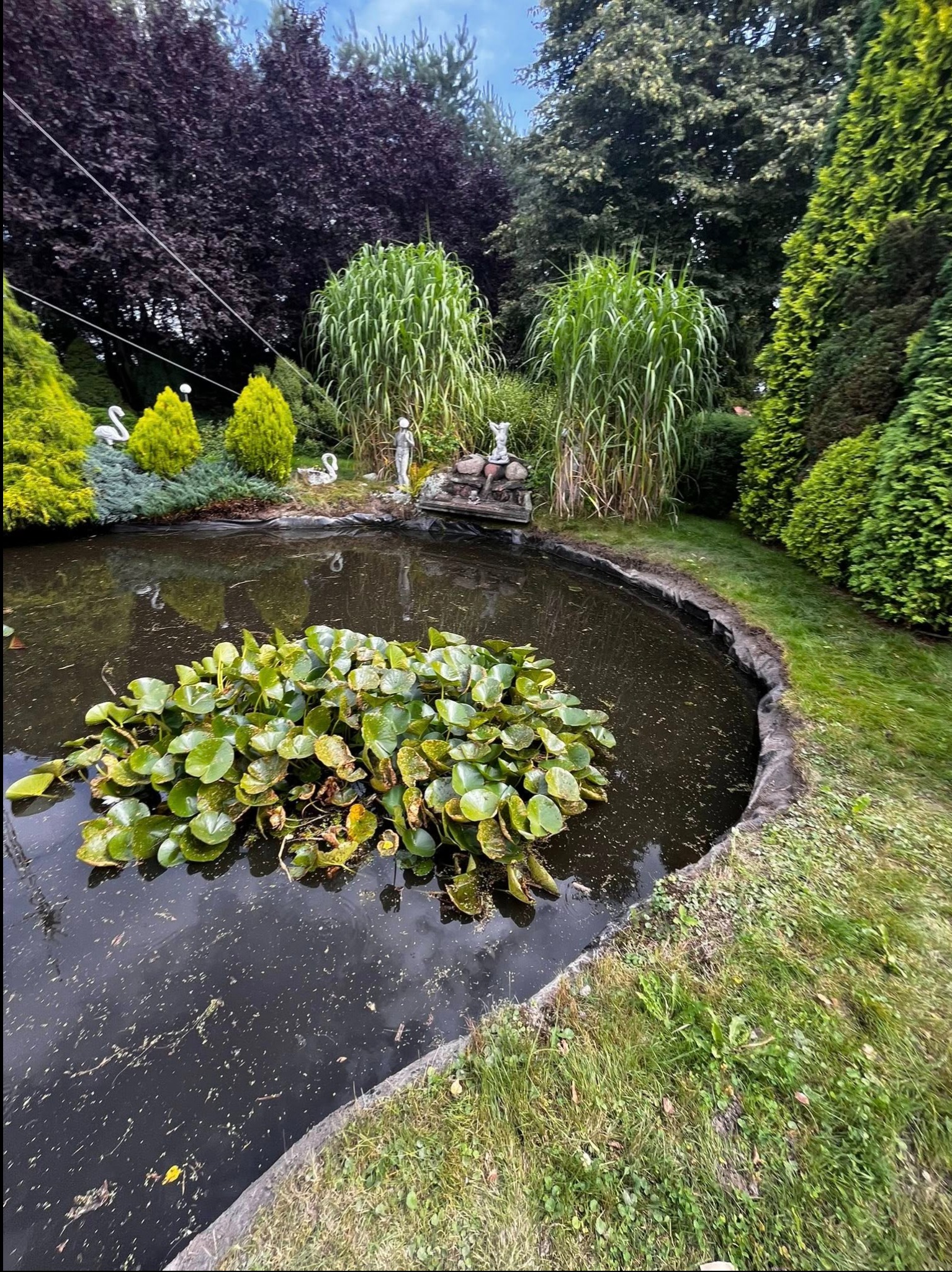 Oczko wodne z liliami wodnymi, otoczone różnorodną roślinnością: trawy ozdobne, tuje, krzewy. Dekoracyjne figurki łabędzi i posągi. Całość tworzy malowniczy krajobraz.