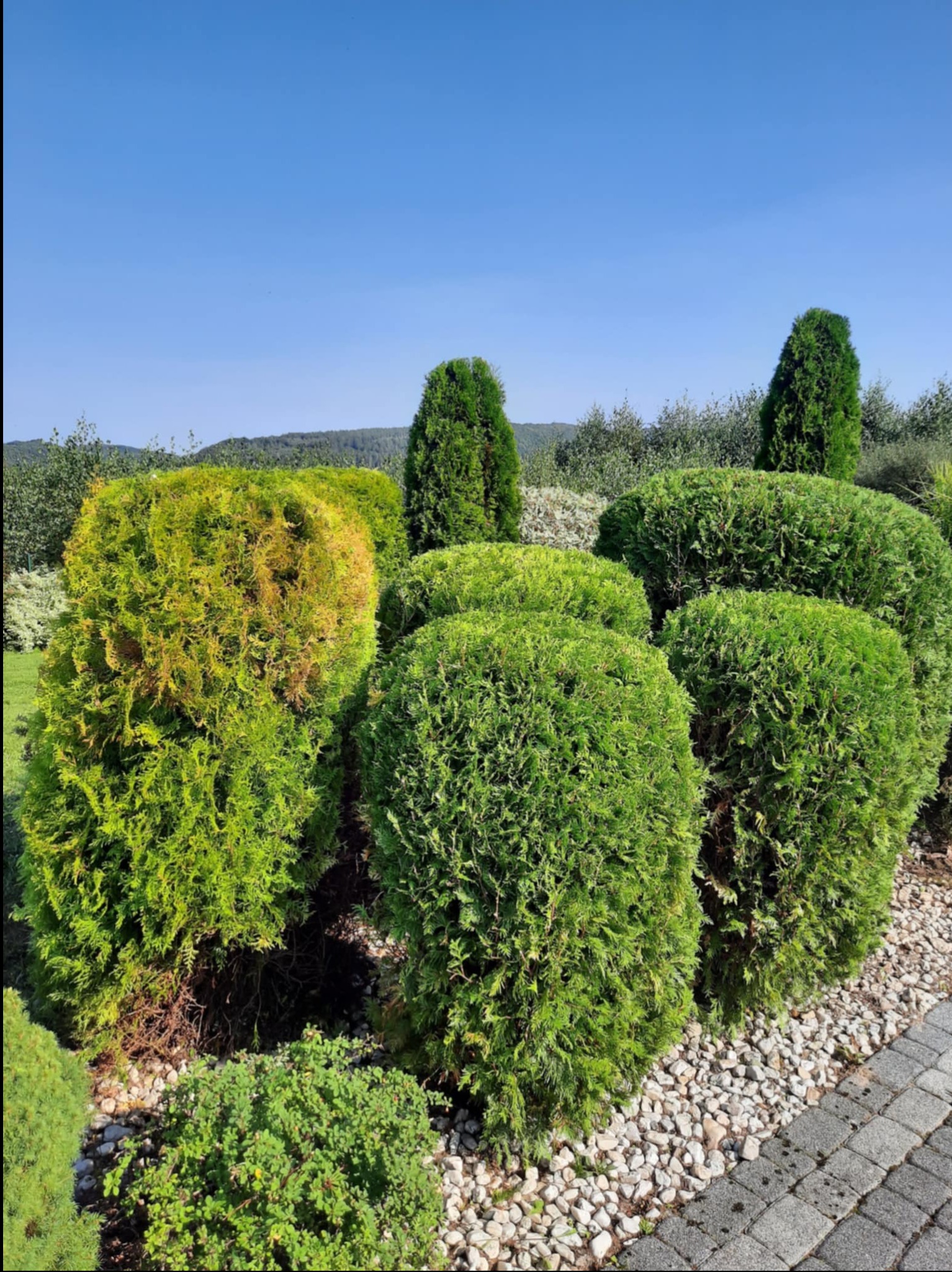 Rząd formowanych krzewów w ogrodzie, z jednym krzewem o żółknących liściach, otoczonych białym żwirem i brukowaną ścieżką. Błękitne niebo w tle.