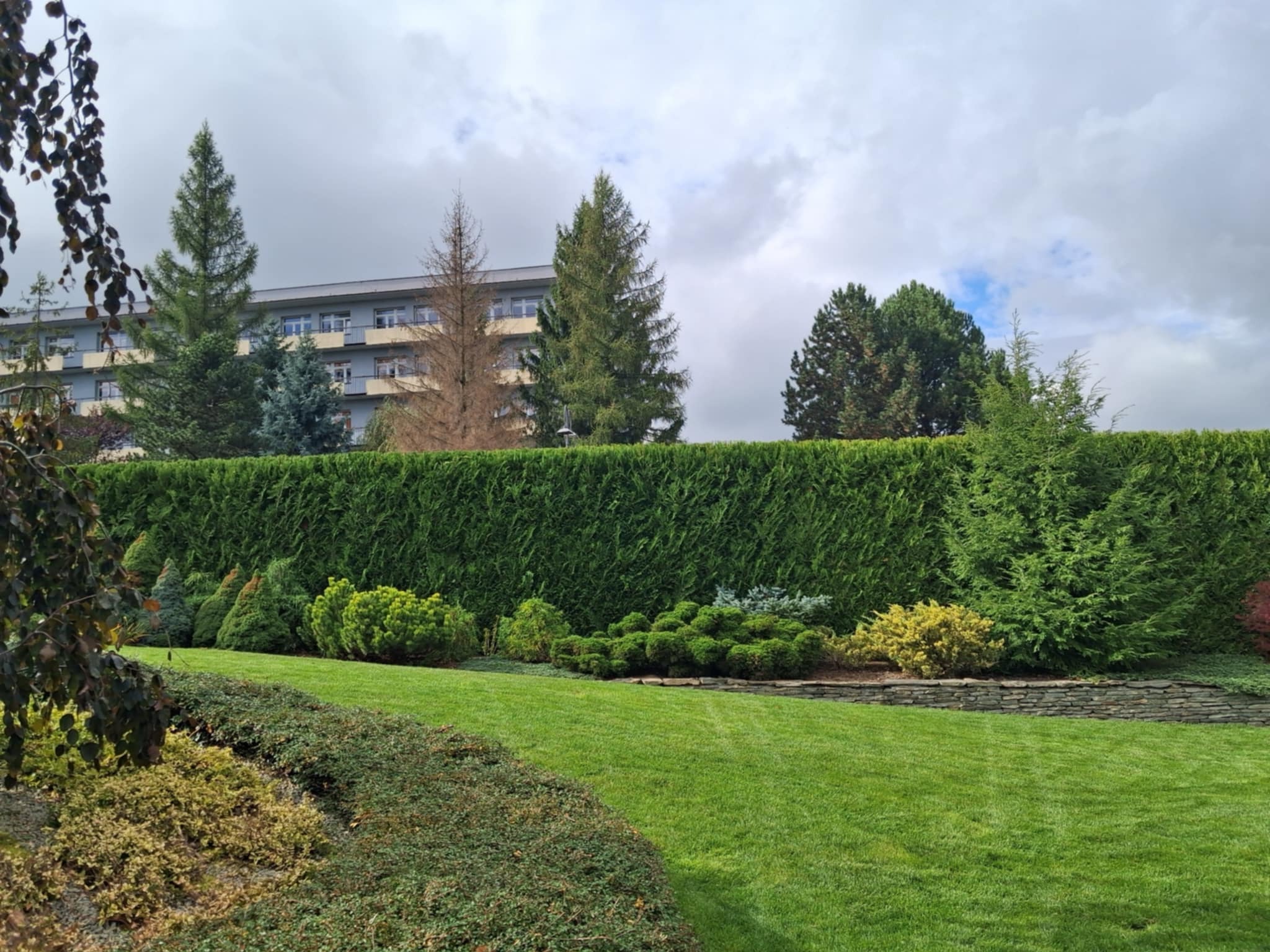 Zadbany trawnik z równo przyciętym żywopłotem z tuj, ozdobne krzewy i drzewa iglaste w tle, budynek w oddali. Estetyczny krajobraz ogrodu.