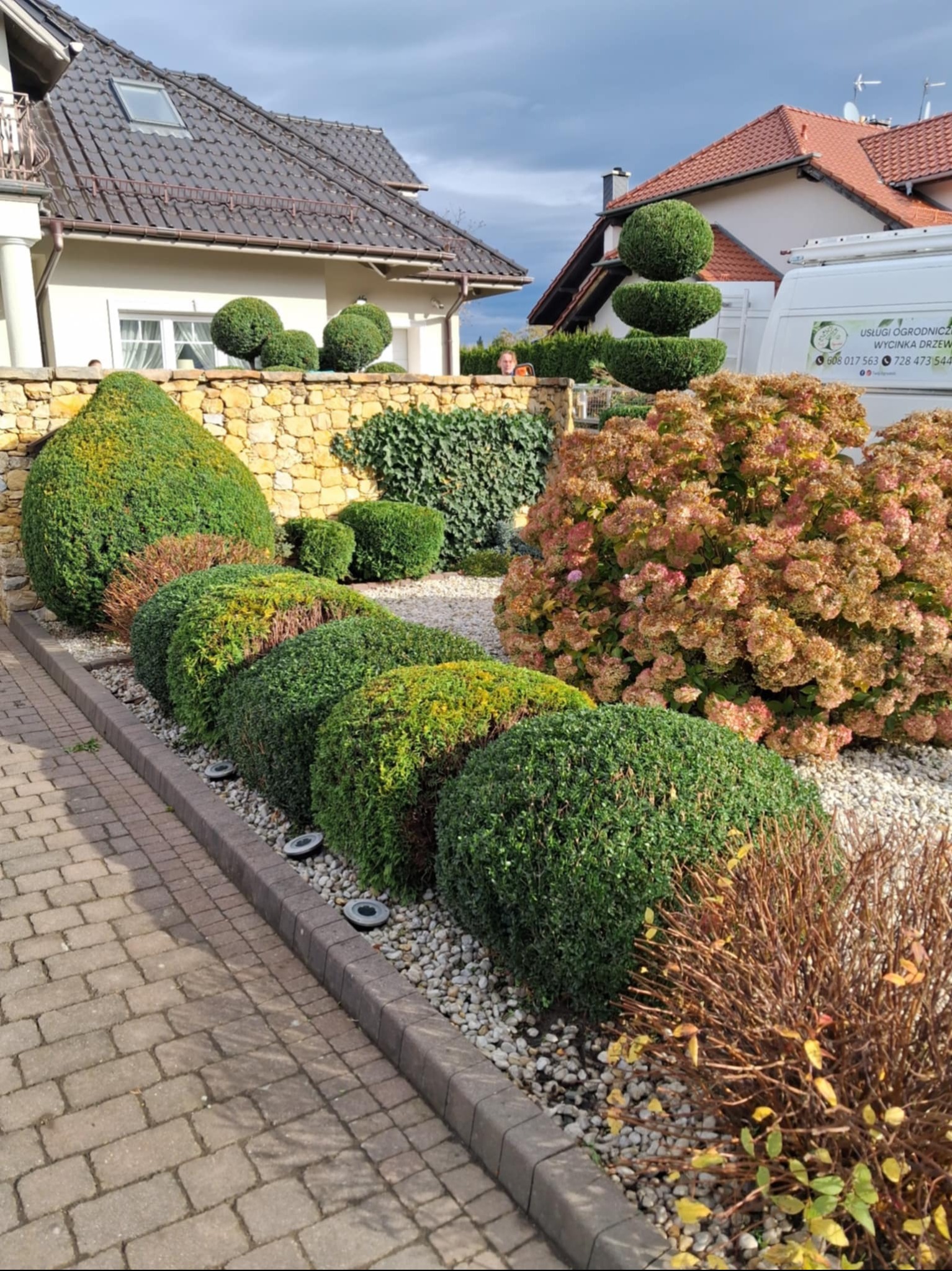 Ogród z równo przyciętymi krzewami w kształcie kul i stożków, kamienny murek i hortensje. Na drugim planie budynki i samochód z logo firmy ogrodniczej.