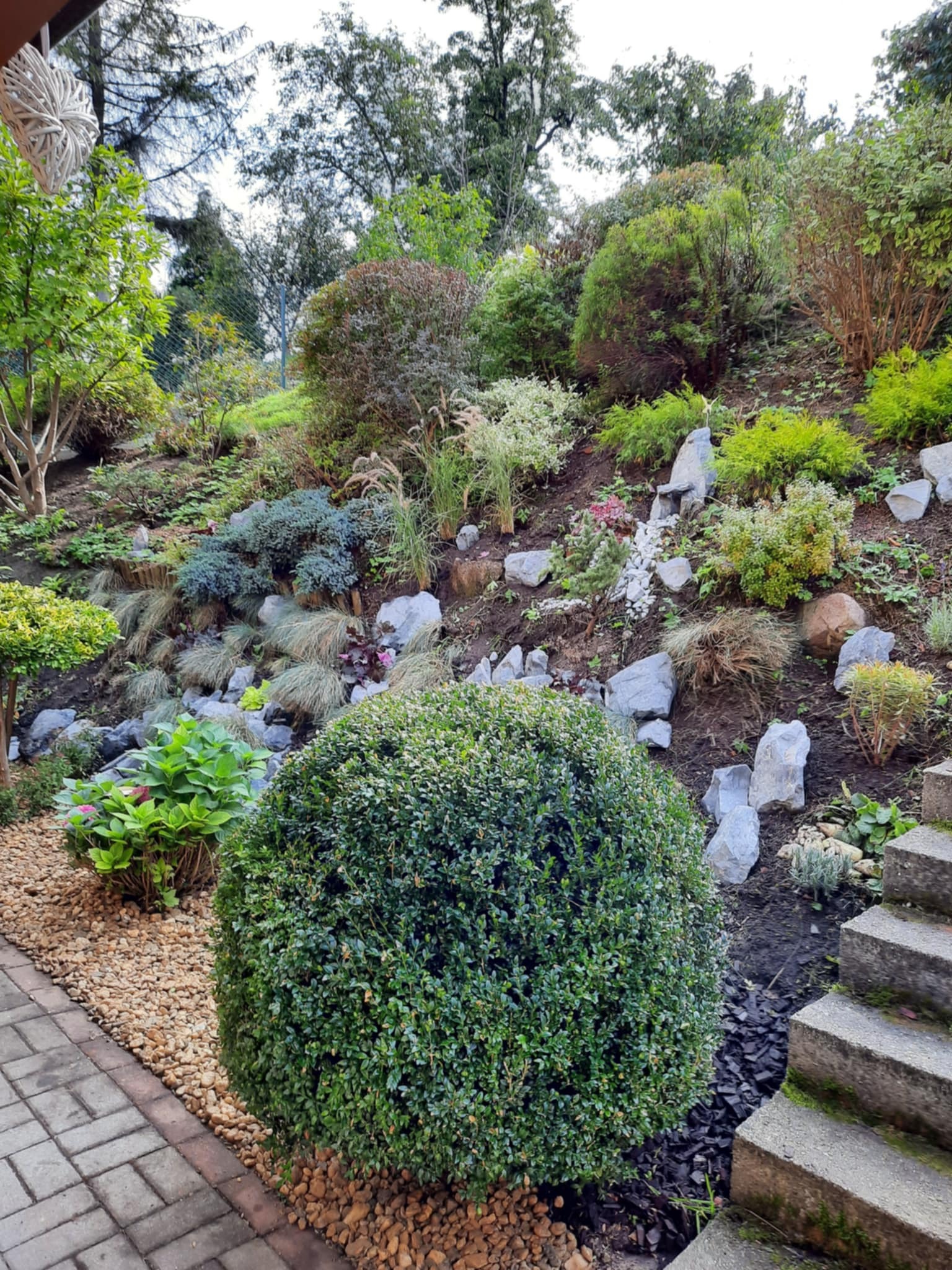 Ukształtowany teren ogrodu z kamieniami, roślinami ozdobnymi i schodami. Kula bukszpanu na pierwszym planie, ścieżka z kostki i kamieni. Różnorodność roślinności.