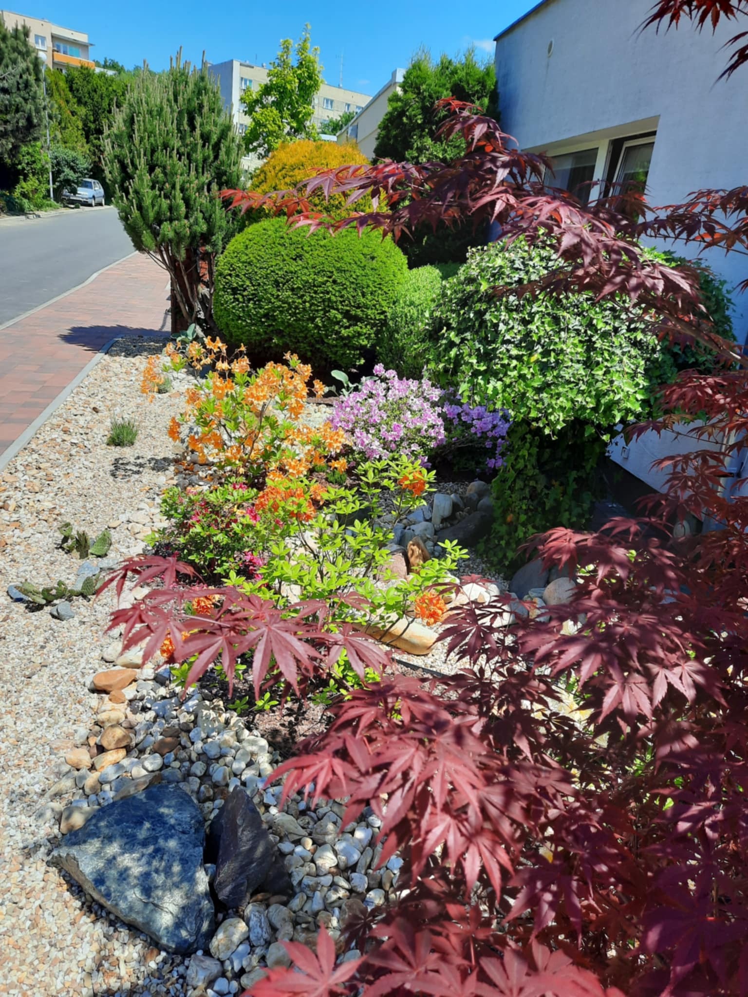 Kaskada barw w przydomowym ogrodzie: kwitnące azalie, japońskie klony o purpurowych liściach i formowane krzewy na tle białej ściany budynku.