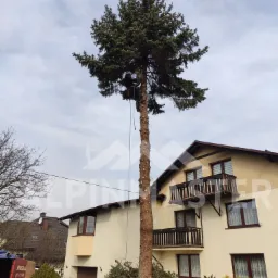 Wysoka sosna po częściowej wycince gałęzi, z pracownikiem na wysokości zabezpieczonym linami, zrębki u podstawy drzewa, dom w tle.