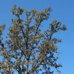 Pracownik w uprzęży na drzewie z częściowo opadłymi liśćmi na tle błękitnego nieba, zabezpieczony linami.