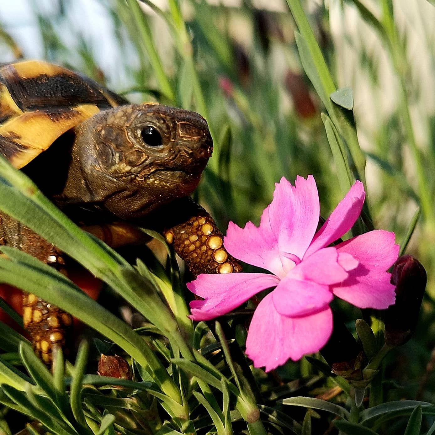 Żółw grecki w trawie z różowym goździkiem, zbliżenie na głowę i przednie łapy.