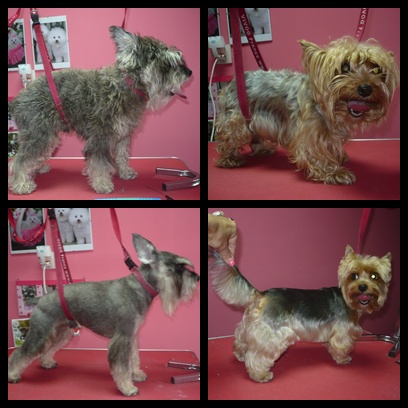 Strzyżenie psów Salon Psiej Urody i Mody ' DAISY'