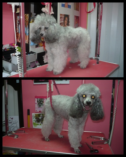 Dwa ujęcia pudla królewskiego przed i po strzyżeniu w salonie psiej urody, widoczne różnice w długości i kształcie sierści, szczególnie na głowie i tułowiu, pies stoi na czerwonym stole...