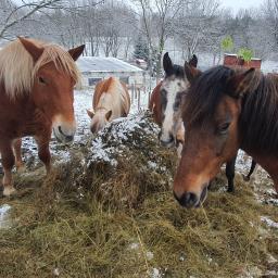 Stadniny i jazda konna Okrągłe 3