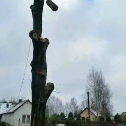 Drwal w kasku na szczycie pnia drzewa, obok spadający kawałek drewna, w tle zabudowania jednorodzinne i pochmurne niebo.