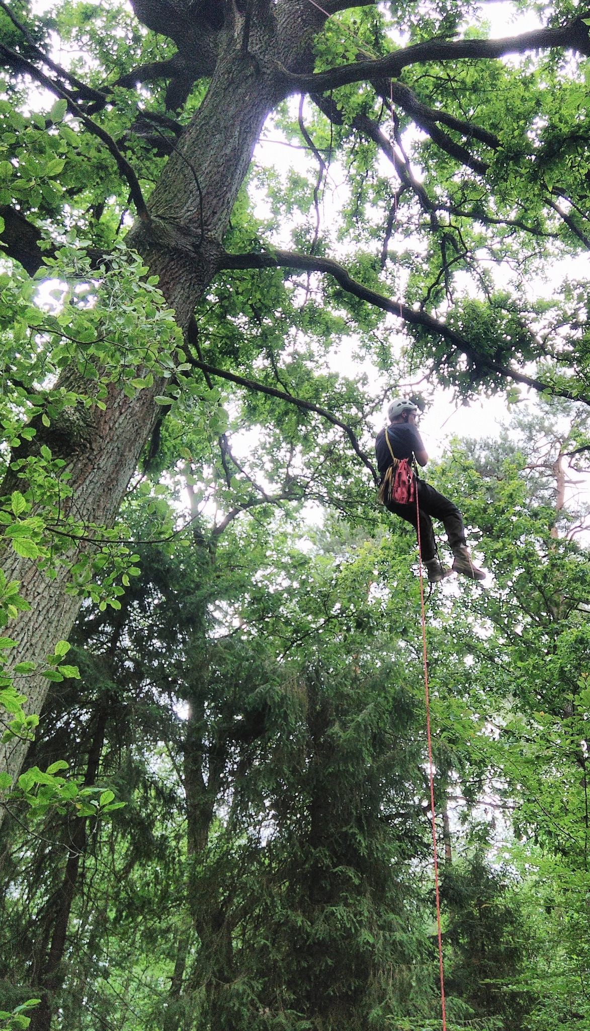 Obrączkowanie bocianów. Montaż foto pułapek.