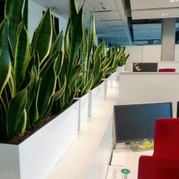 Greenmakers - Pielęgnacja roślin biurowych, serwis kwiatowy, rośliny do biura - Rząd donic z sansewieriami w biurze, białe donice ustawione na białej półce wzdłuż biurek, widoczny monitor i czerwone krzesło biurowe.