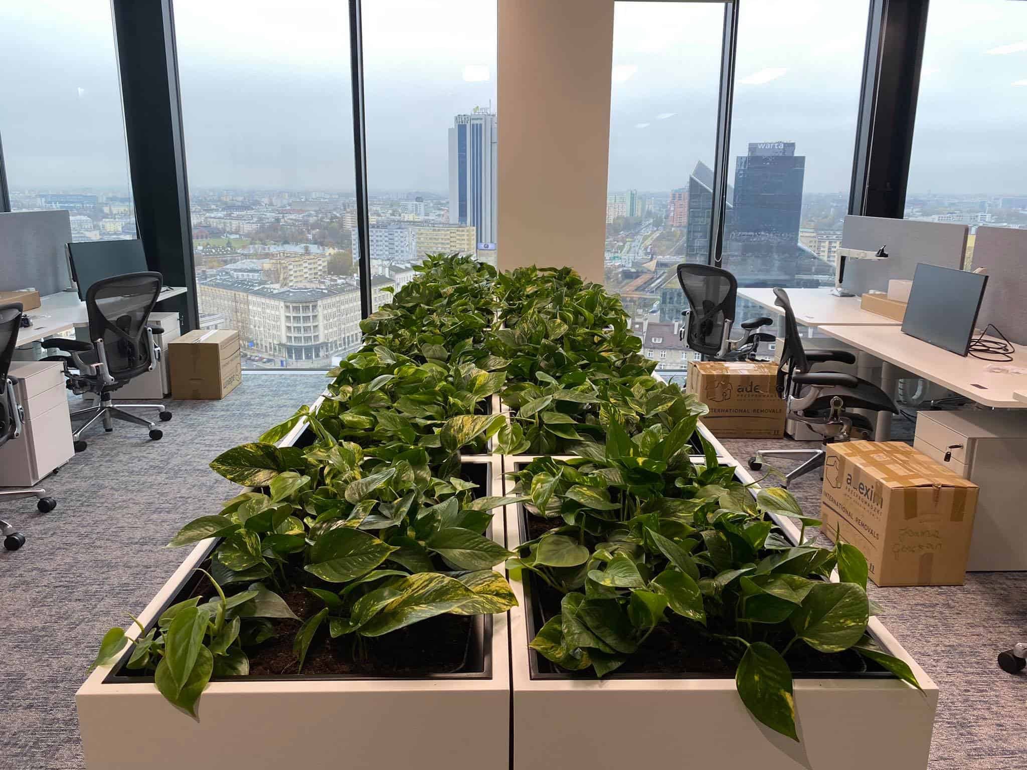 Rząd donic z zielonymi roślinami w nowoczesnym biurze z widokiem na panoramę miasta za oknem.