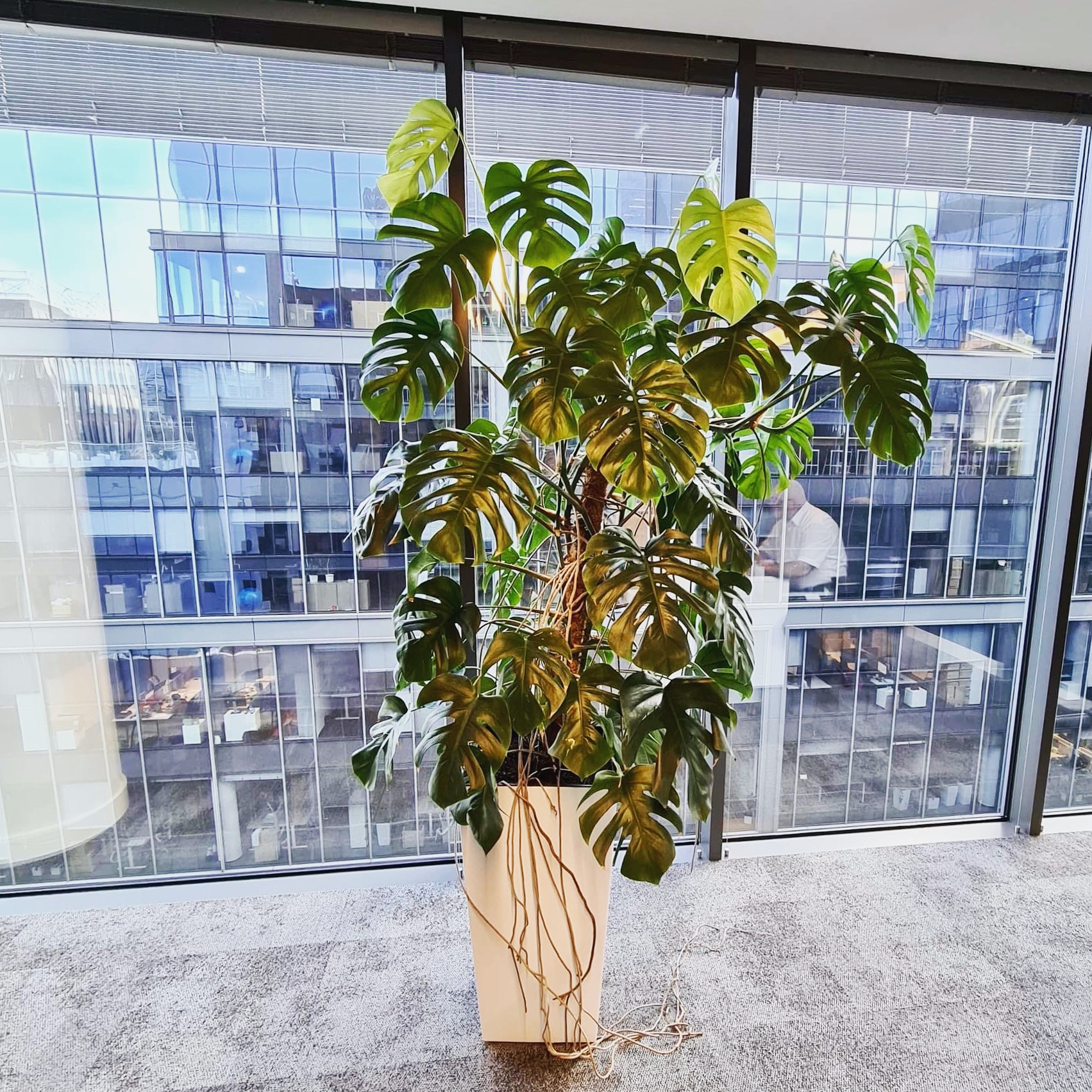 Wysoka monstera w białej donicy na tle okna biurowca, widoczne blaty biurek i pracownicy wewnątrz.