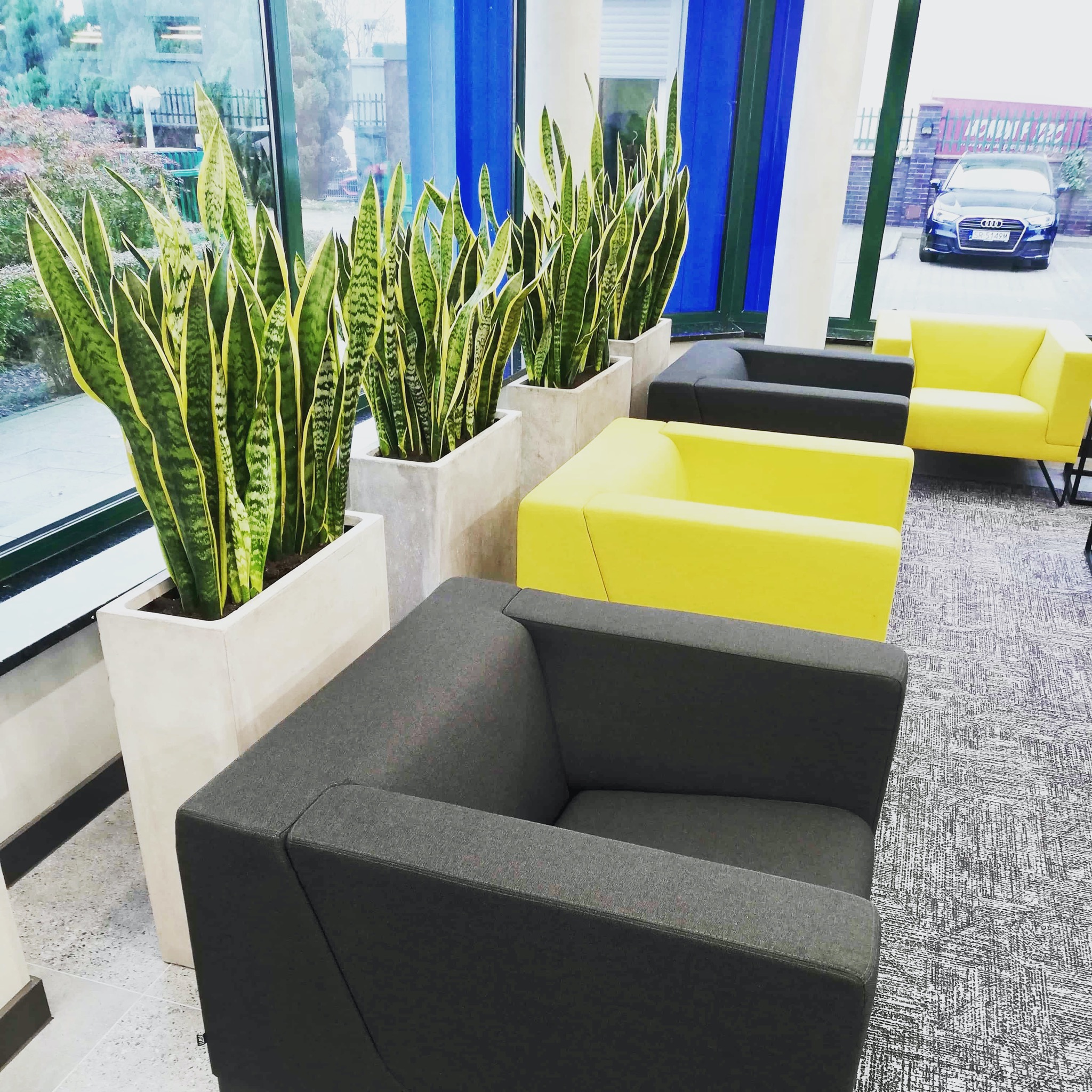 Rząd donic z sansewieriami w jasnych, betonowych donicach ustawiony wzdłuż okna w nowoczesnym biurze, obok szarych i żółtych foteli.