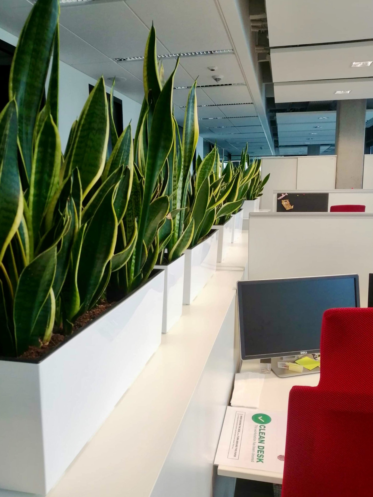 Rząd donic z sansewieriami w biurze, białe donice ustawione na białej półce wzdłuż biurek, widoczny monitor i czerwone krzesło biurowe.
