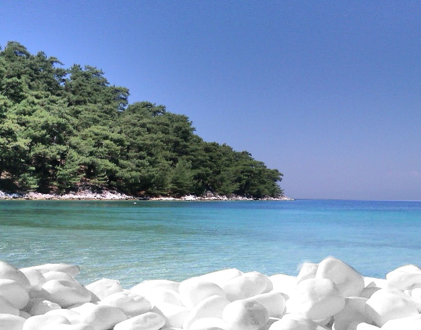 Turkusowa woda morza oblewająca brzeg porośnięty gęstym lasem, z białymi kamieniami na pierwszym planie.