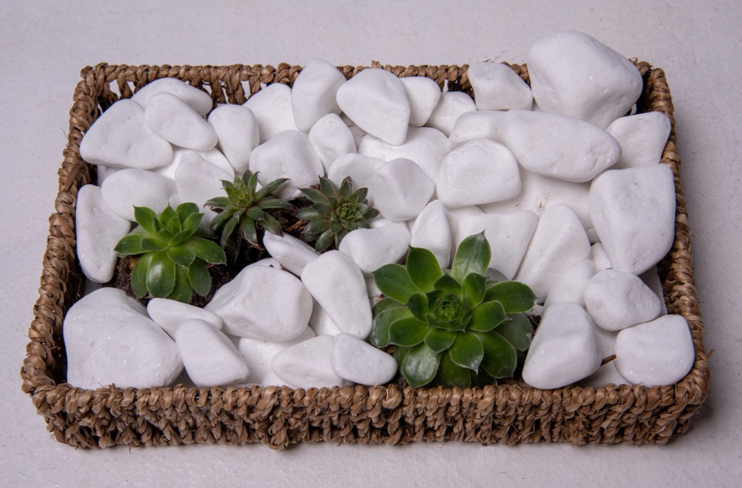 Kompozycja z sukulentów i białych otoczaków w plecionym koszyku na jasnym tle.