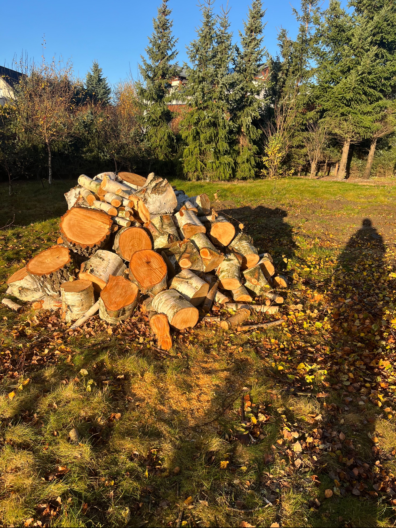 Stos pociętych klocków drewna brzozowego na trawie z opadłymi liśćmi, cień osoby w tle, drzewa iglaste i budynek w oddali, słoneczny dzień.