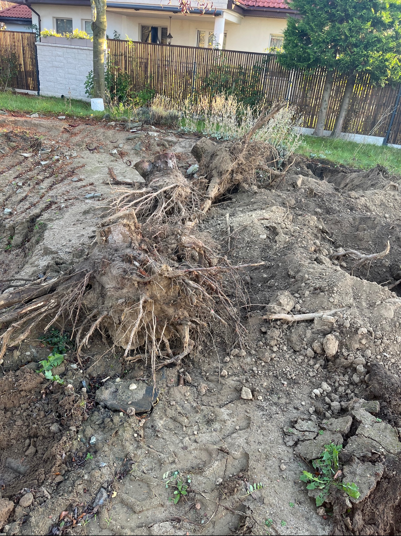 Wykarczowane korzenie drzewa leżące na pryzmie ziemi, ślady opon na ubitej ziemi, w tle ogrodzenie posesji i budynek mieszkalny.
