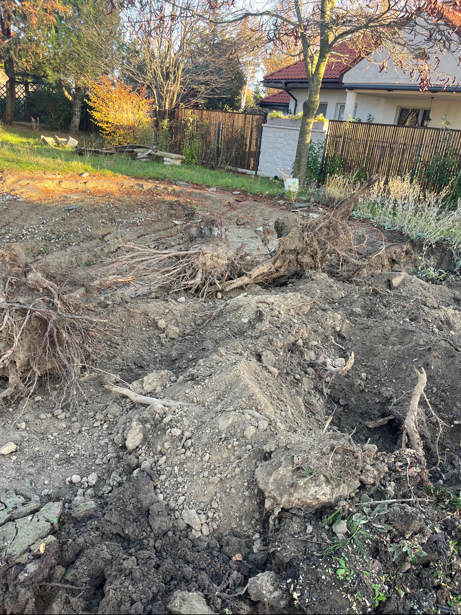 Przygotowany teren pod budowę z wykopanymi korzeniami drzew, widoczne ślady po maszynach budowlanych, w tle ogrodzenie i dom jednorodzinny.