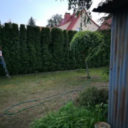Przycięcie żywopłotu Thuja Szmaragdowa