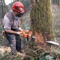Usługi lesne - Nawożenie Roślin Świdnica