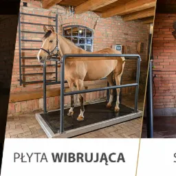 Zdjęcie przedstawia produkty i usługi spa & wellness dla koni firmy BM Horse: logo firmy, koń na płycie wibrującej, koń w solarium, koń na bieżni.