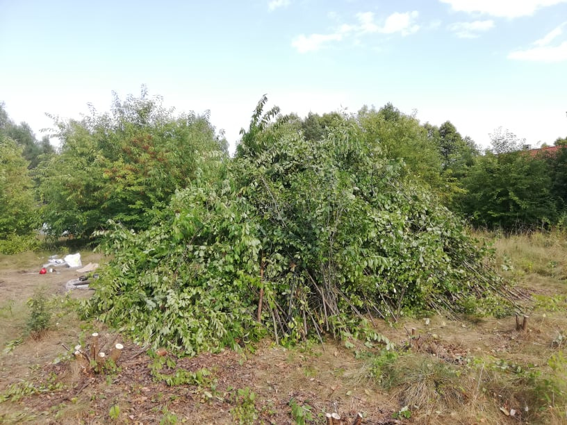 Wykoszona działka 1020 mkw. z drzewek i krzewów