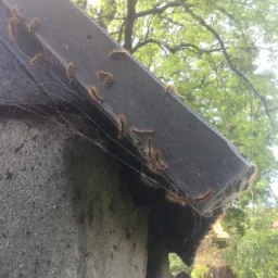 Gąsienice pokryte brązowymi włoskami, zgromadzone na krawędzi dachu i ścianie budynku, otoczone pajęczynami.