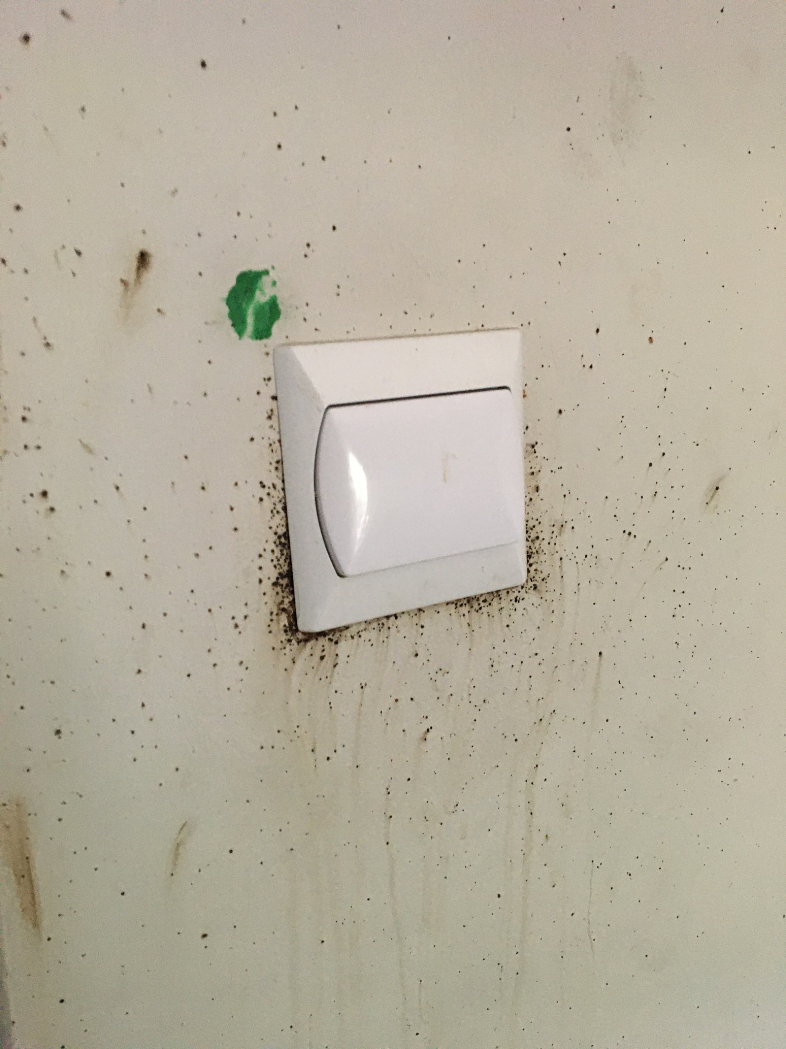 Biały włącznik światła na brudnej ścianie z widocznymi śladami po owadach i zieloną plamą.