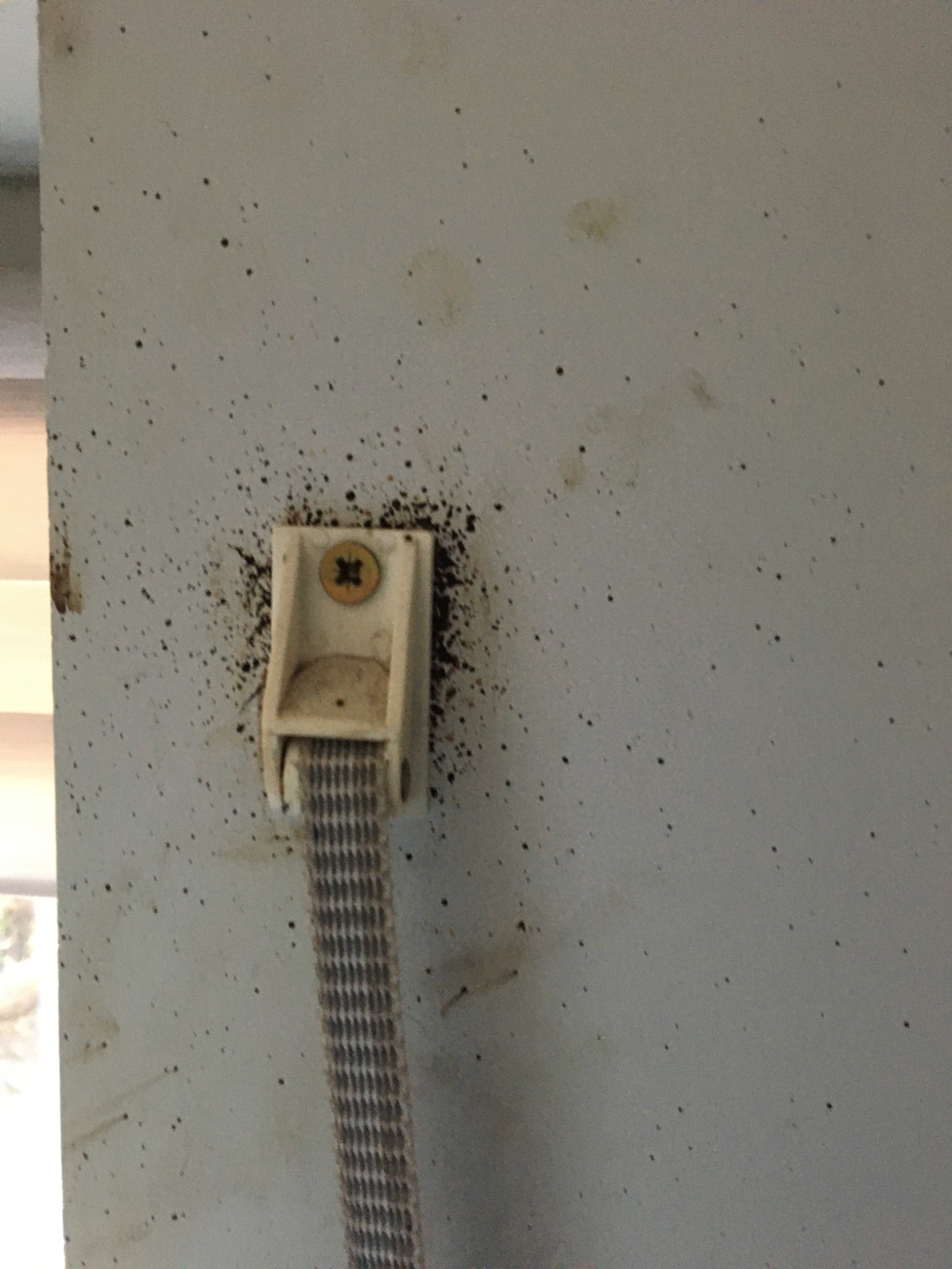 Ślady po owadach na ścianie wokół uchwytu rolety z widocznym gniazdem śruby mocującej.