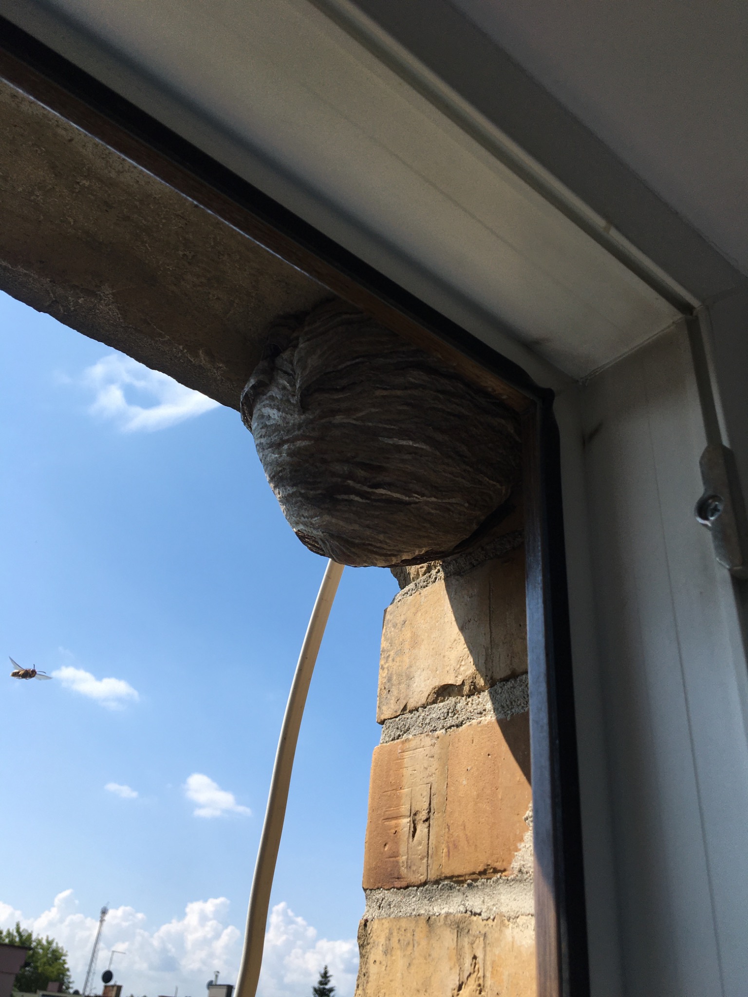 Gniazdo os pod okapem okna w Poznaniu, widoczne cegły i błękitne niebo, jedna osa w locie.