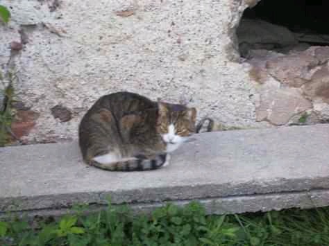 Śpiący, pręgowany kot zwinięty w kłębek na betonowej płycie przy ścianie z ubytkiem tynku.