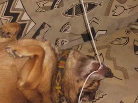 Twój piesek będzie happy