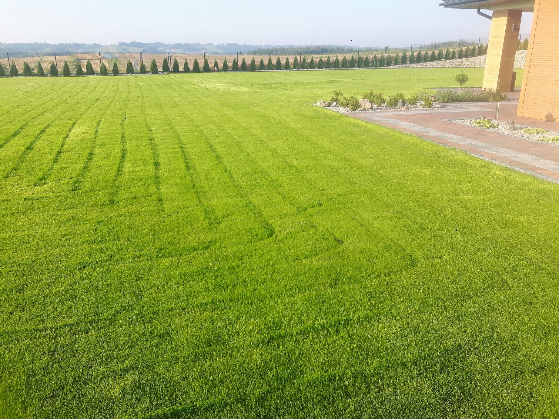 Perfekcyjnie przystrzyżony trawnik z wyraźnymi pasami, obok ścieżka z kostki brukowej i rząd tuj w tle.
